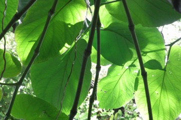 Ear-leafed pepper, Mexican pepper leaf