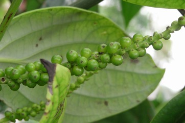 Pepper