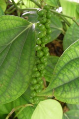 Pepper