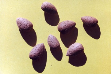 Pistachio nut
