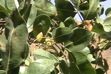 Pistachio nut