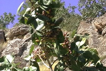Pistachio nut