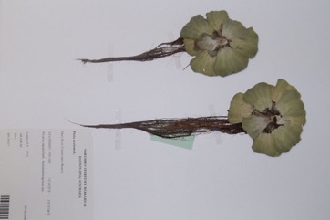 Water Lettuce, Nile cabbage