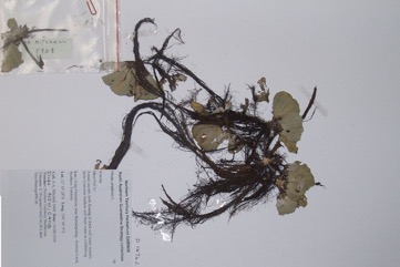 Water Lettuce, Nile cabbage