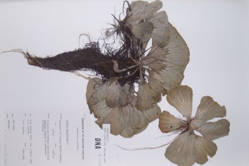Water Lettuce, Nile cabbage