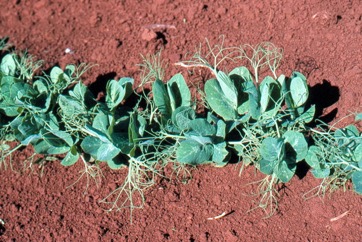 Pea