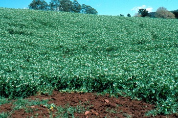 Pea