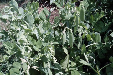 Pea