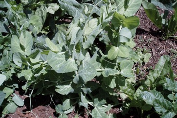Pea