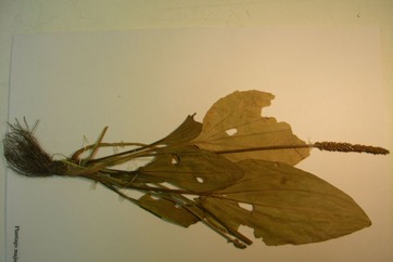 Common plantain, Broadleaf plantain, Greater plantain
