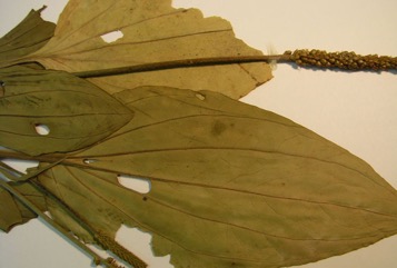 Common plantain, Broadleaf plantain, Greater plantain