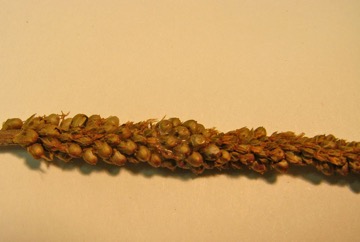 Common plantain, Broadleaf plantain, Greater plantain