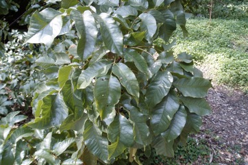 Burdekin plum, Tulip plum
