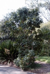 Burdekin plum, Tulip plum