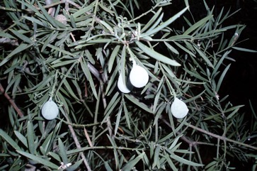 Brown Pine, Plum Pine