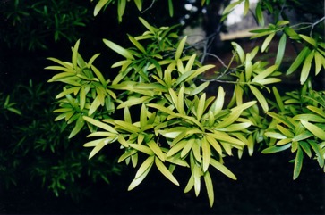 Brown Pine, Plum Pine