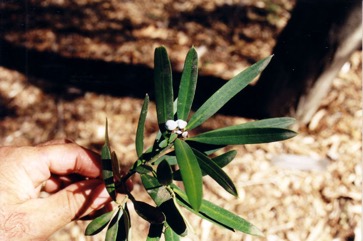 Brown Pine, Plum Pine
