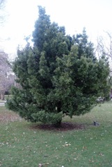 Brown Pine, Plum Pine