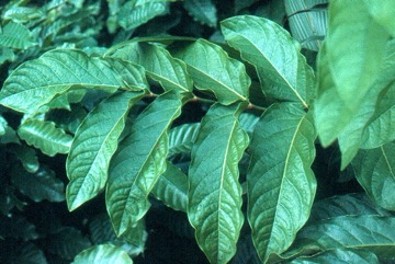 Valanguar