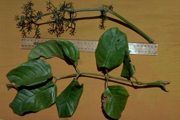 Valanguar