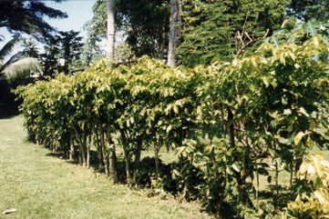Valanguar