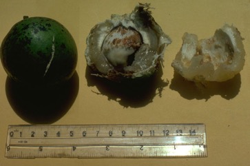 Ton, Fijian longan, Pacific lychee