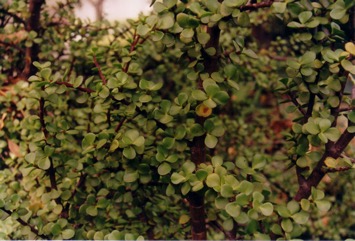 Jade plant, Elephant"s food
