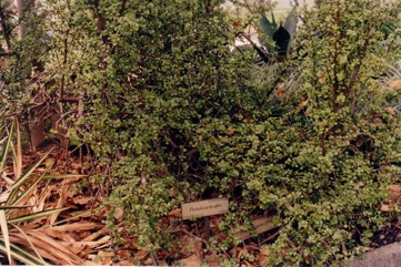 Jade plant, Elephant"s food