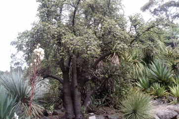 Jade plant, Elephant"s food