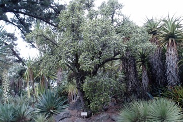 Jade plant, Elephant"s food