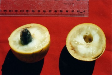 Egg fruit tree, Canistel