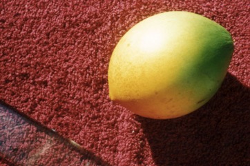 Egg fruit tree, Canistel