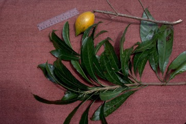 Egg fruit tree, Canistel