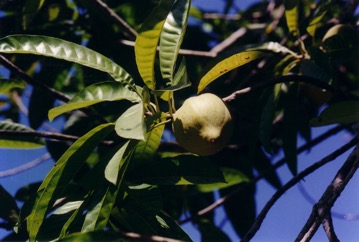Egg fruit tree, Canistel