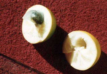 Egg fruit tree, Canistel