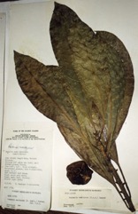 Nyatoh maclayana tree