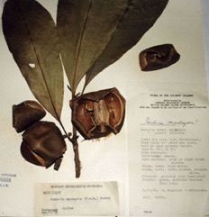 Nyatoh maclayana tree