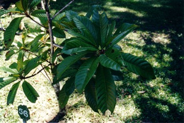 Sapote, Mamey sapote