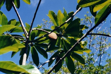 Sapote, Mamey sapote