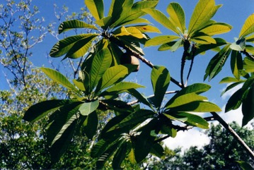Sapote, Mamey sapote