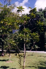 Sapote, Mamey sapote