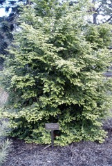 Plum-fruited yew, Chilean plum yew