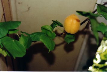 Apricot
