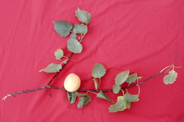 Apricot