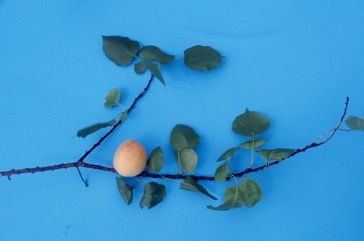 Apricot