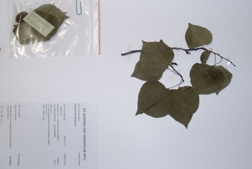Apricot