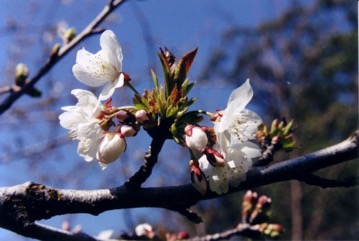 Sweet cherry, Bird cherry, Wild cherry
