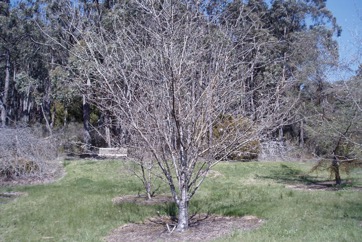 Sweet cherry, Bird cherry, Wild cherry