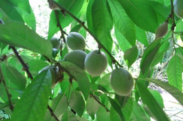 Peach