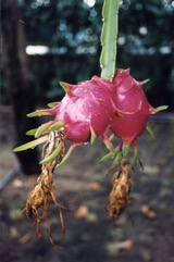 Dragon fruit